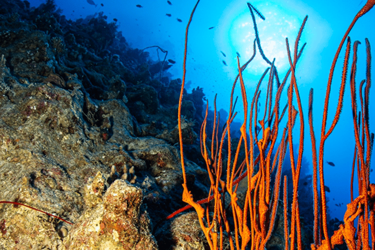 Sharm El-Sheikh: Beach Day & Intro Scuba Diving