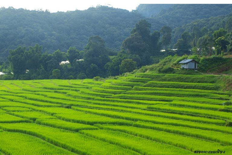 ChiangMai: Park Narodowy Doi Inthanon i minitrek do wodospadu