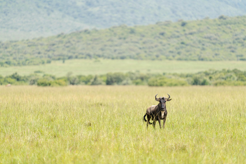 Vanuit Nairobi: 3 dagen, 2 nachten Maasai Mara-groepssafari met terreinwagen