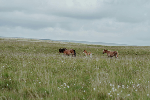 Maun, Botswana: Half Day Guided Horse Back Safari Ride