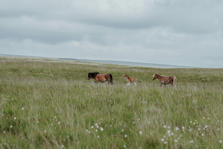 Maun, Botswana: Half Day Guided Horse Back Safari Ride