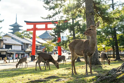 Osaka: Nara Private Day Tour with Todaiji Temple & Nara Park