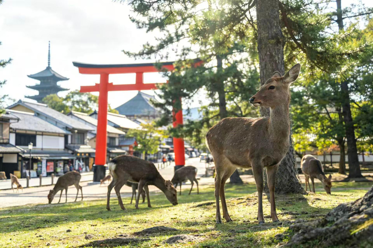 Osaka: Nara Private Day Tour with Todaiji Temple & Nara Park