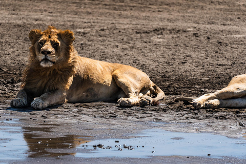 From Zanzibar: 2-Day Serengeti Park Safari Tour with Flights