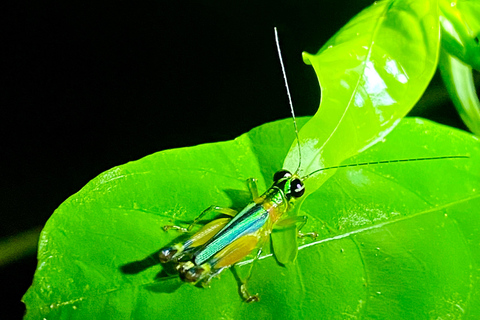 Manuel Antonio: Night tour with a naturalist guide.