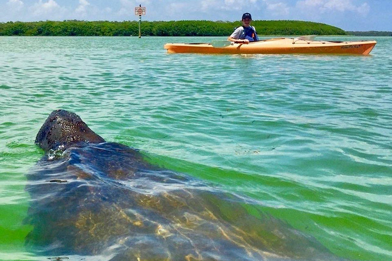 Tierra Verde FL: Coastal Kayaking Tour in Shell Key Single Kayak