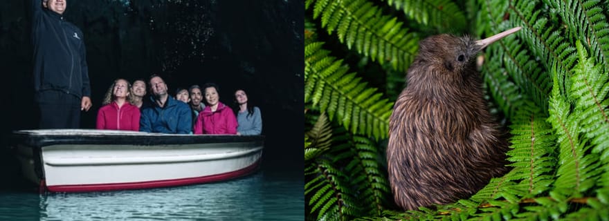Depuis Auckland : visite en groupe des grottes de Waitomo et de la Kiwi House