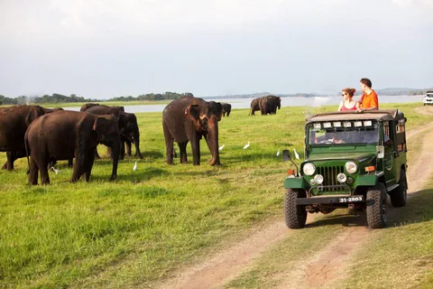 Minneriya: privé jeepsafari vanuit Trincomalee