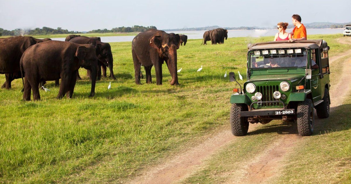 Minneriya:Safari en jeep desde Sigiriya | GetYourGuide