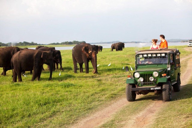 Minneriya: Jeepsafari vanuit Sigiriya