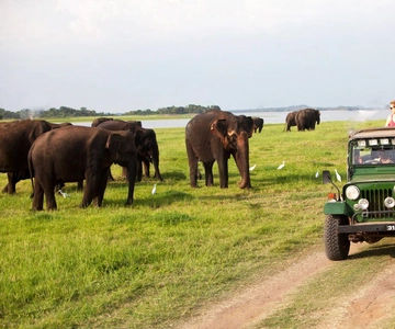 Minneriya: Safari privato in jeep da Trincomalee