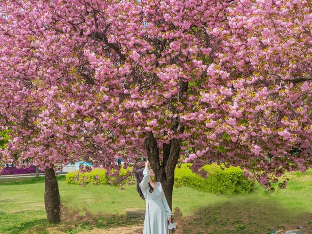 Seoul: King Cherry Blossom or Random Spring Flowers Day Tour