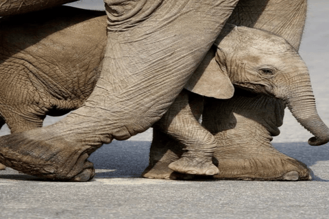 Maputo: escursione di un giorno al Parco Nazionale Kruger