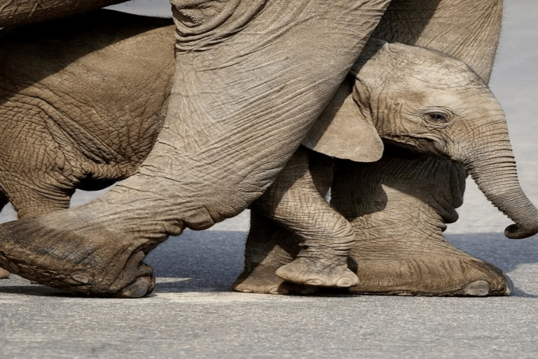 Maputo: Dagsutflykt till Kruger nationalpark