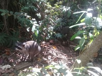 Cahuita National Park, snorkel - Housity