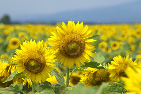 Authentic Slovenia: A Mystery Travel Day Tour