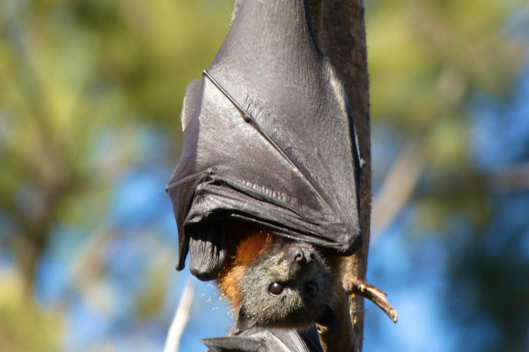 Sydney: Flying Fox Tour, Australia's Largest Bats Flying Fox Tour: Sydney's only Bat tour