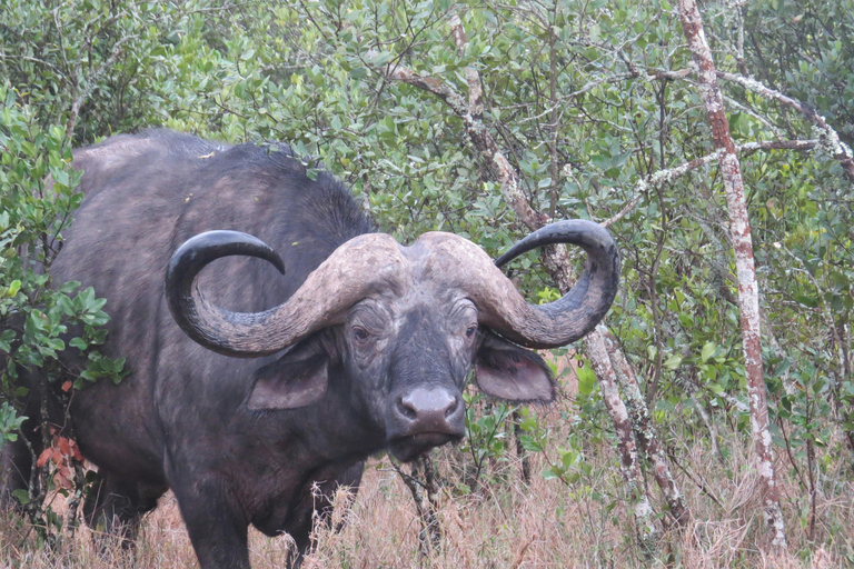 Nairobi: 7-Day Magical Kenya Safari with Meals and Transfers