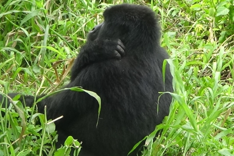 4 Daagse Congo (DRC) Gorilla trektocht & Nyiragongo wandeling