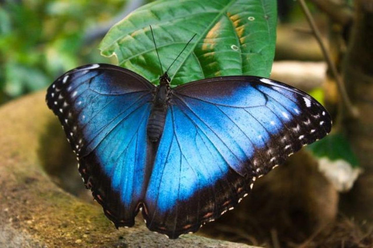 Depuis San Jose : Visite privée de la forêt tropicale de Monteverde