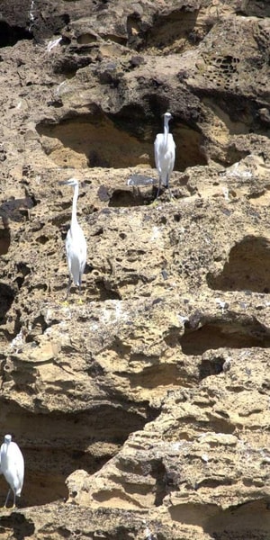 Vila Franca do Campo, Around The Islet Guided Boat Tour - Housity