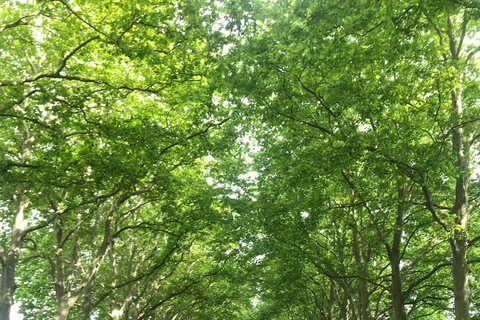 Riquet Cruise: Discover the Canal du Midi in Toulouse