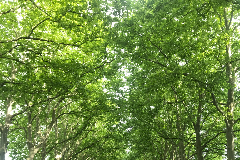 Riquet Cruise: Discover the Canal du Midi in Toulouse