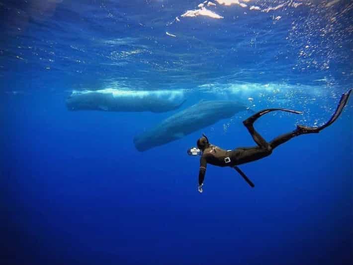 Snorkeling with Whales in Mirissa