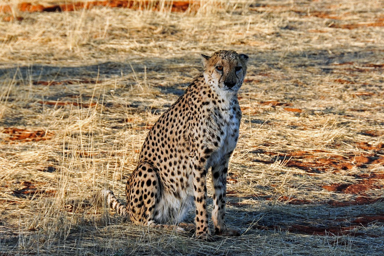 From Johannesburg: A.V.D Cheetah Centre Half Day Tour South Africa: Ann Van Dyk Cheetah Centre Half Day Tour