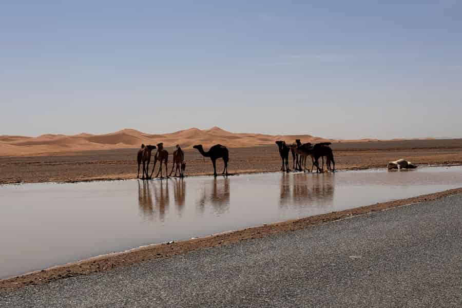 7 Tage in Marokko, Start in Casablanca. Foto: GetYourGuide