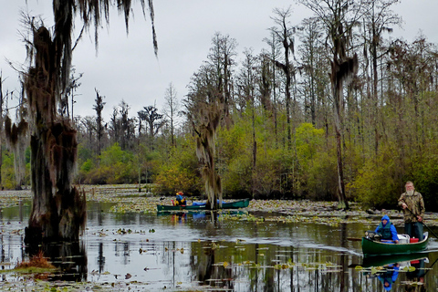 Orlando Alligator Experience: Day-Trip From Orlando Standard Option
