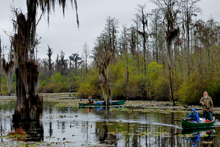 Orlando Alligator Experience: Day-Trip From Orlando Standard Option