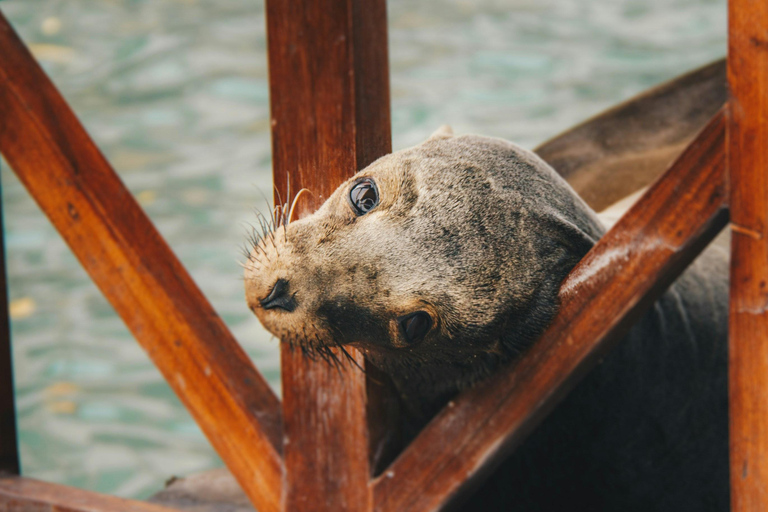 Galápagos Ultimate: 5-Day Adventure Tour with Snorkeling