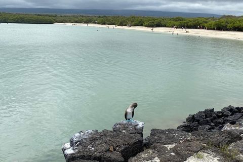 Galapagos: 5-dniowa wycieczka z przewodnikiem z zakwaterowaniem