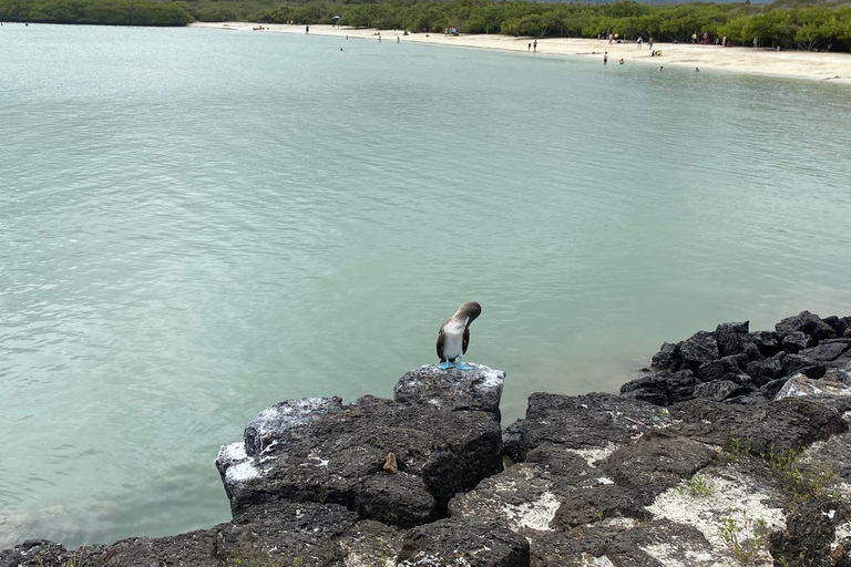 Galápagos : visite guidée de 5 jours avec hébergement