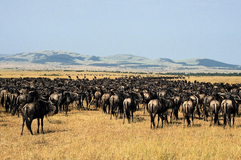 7-Day Great Migration Safari with Meilleur Tours