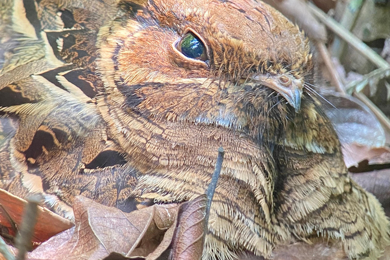 Parque Manuel Antonio: Visita guiada a pie con un naturalistaTour privado