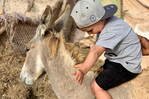 Boavista: Tradycyjna i lokalna wycieczka