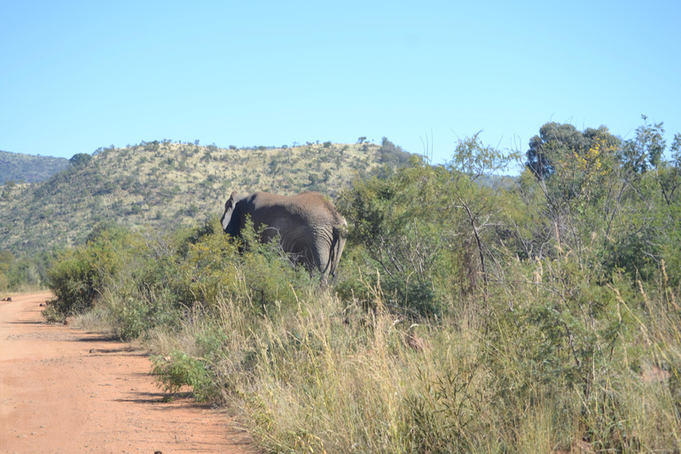 Pilanesberg Tour Big 5 hunt Pilanesberg Tour Big 5 hunt