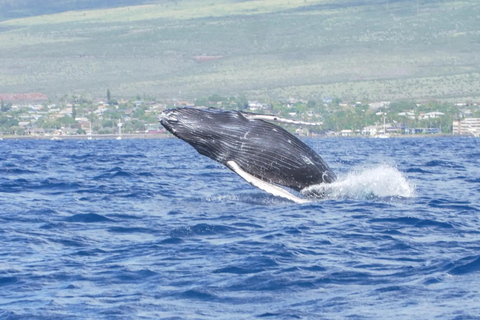 Winona Whale Watching Cruise - Maalaea Harbor