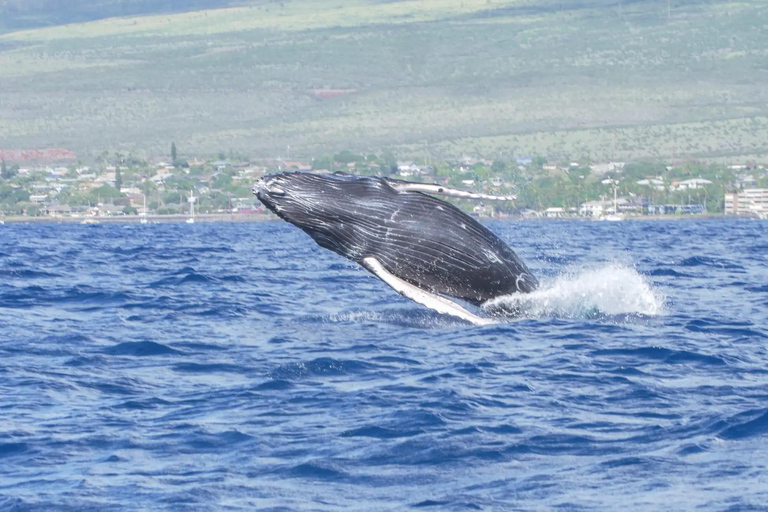 Winona Whale Watching Cruise - Maalaea Harbor