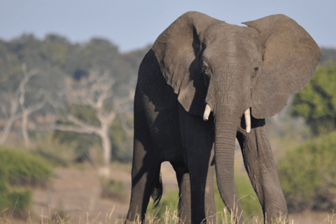 3-tägige Safari: Das Beste der Masai Mara in Kenia3-tägige Safari zu den Highlights der Masai Mara in Kenia