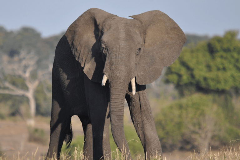 3-tägige Safari: Das Beste der Masai Mara in Kenia3-tägige Safari zu den Highlights der Masai Mara in Kenia