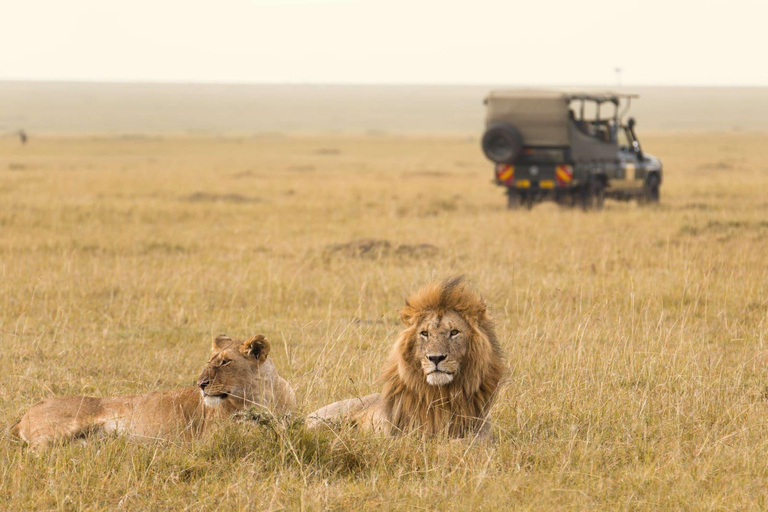 Nairobi: Maasai Mara, Amboseli, or Lake Naivasha Safari Tour