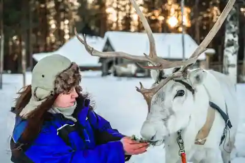 Rovaniemi : Authentique safari à la ferme des rennes et longue promenade en traîneau