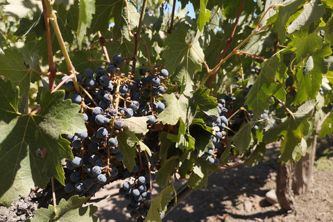 Visite prolongée de Concha y Toro avec 7 dégustations et Lapis Lazuli