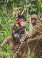 5 giorni di incontro alla fauna selvatica e safari culturali - Housity