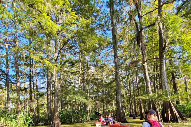 Atchafalaya Basin: 2,5 Std. Geführte Kajaktour