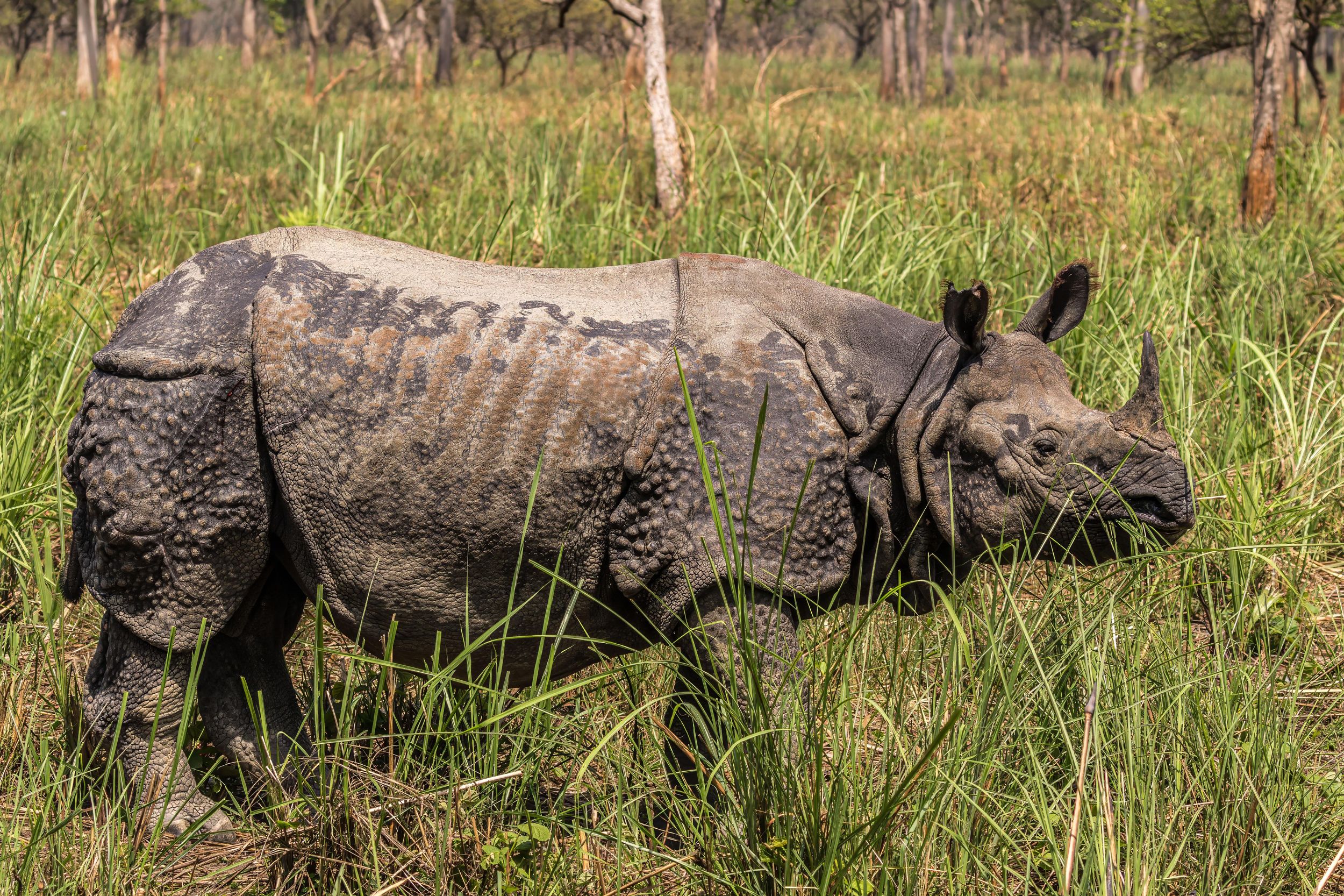 Chitwan: 3-tägiges Luxus-Safari-Paket