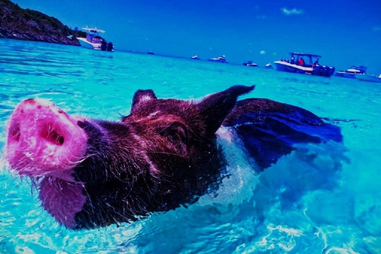 Offre Air+Tour au départ de Nassau : Excursion à couper le souffle à la nage avec des cochonsForfait vol+tour au départ de Nassau : Excursion aux cochons nageurs d'Exuma